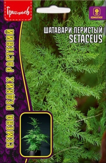 Шатавари (Аспарагус) Setaceus карликовый 3шт (Ред.Сем)