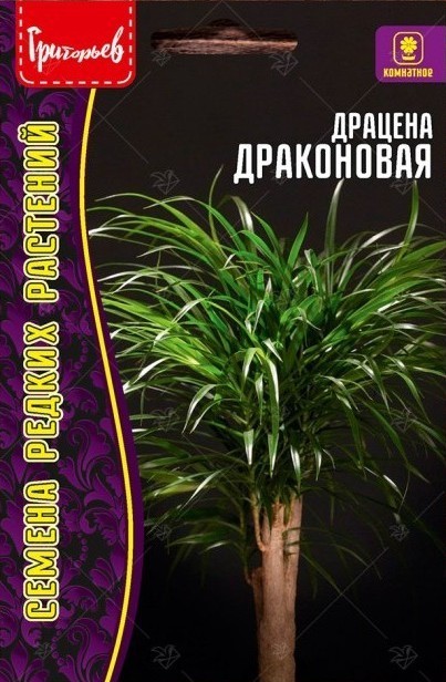 Драцена Драконовая 2шт (Ред.Сем)