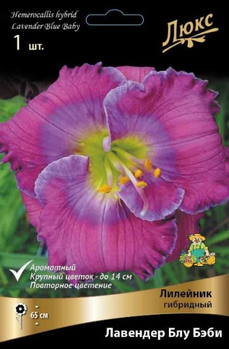 Лилейник Лавендер Блу Бэби 1шт (Поиск)