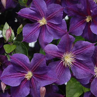 Клематис Стар оф Индия (капер) 1шт (Поиск)