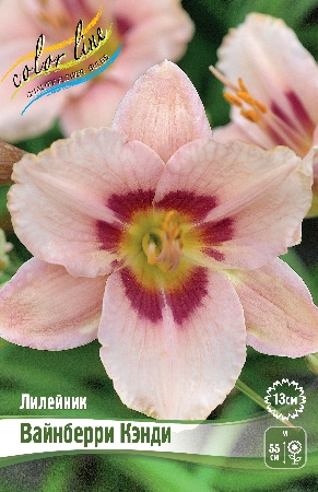 Лилейник Вайнберри Кэнди 1шт (Колорлайн)