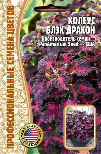 Колеус Черный Дракон однолетник 10шт (Ред.сем)