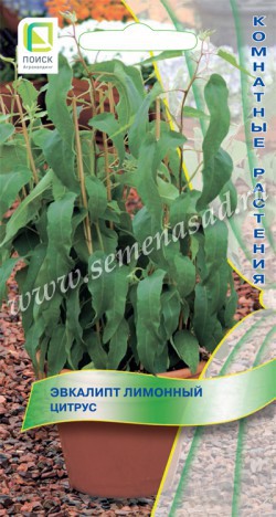 Эвкалипт Цитрус лимонный К/Ц 5шт (Поиск)