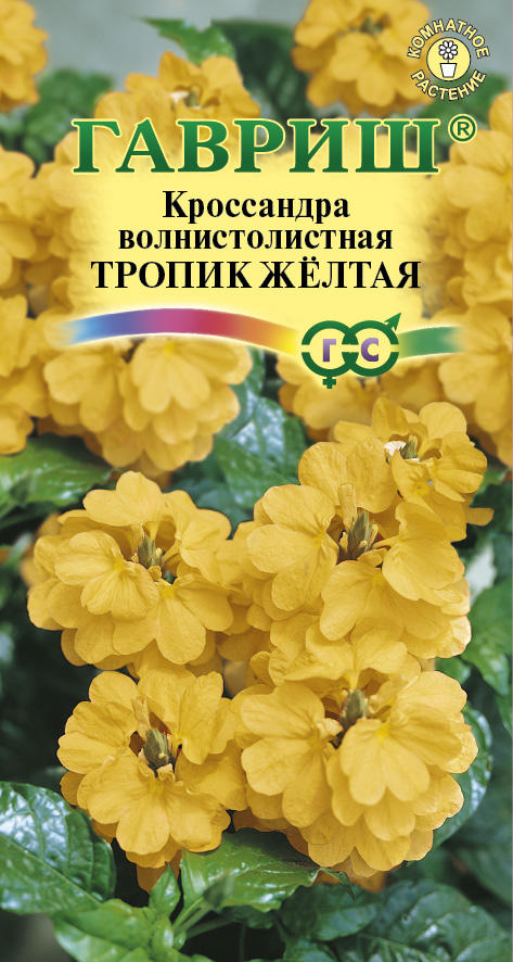 Кроссандра Тропик желтая К/Ц 3шт (Гавриш)