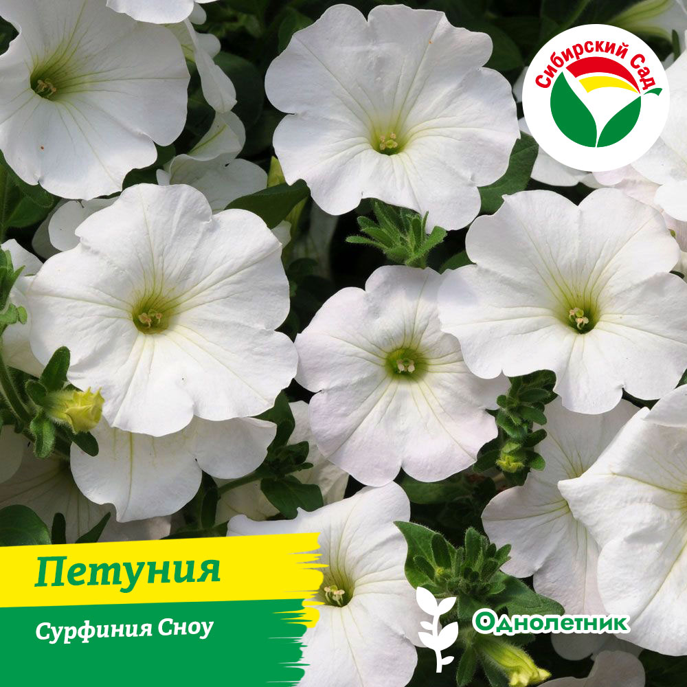 Петуния Сурфиния Сноу (вегетативная) 1л (ящик*12шт/1л*4шт)