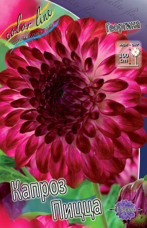 Георгина Капроз Пицца 1шт (Колорлайн)