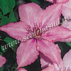 Клематис Хегли Хайбрид (коробка) 1шт (Поиск)