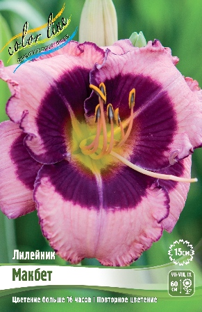 Лилейник Макбет 1шт (Колорлайн)