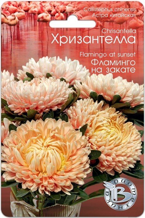 Астра ХРИЗАНТЕЛЛА Фламинго на закате однолетник 30шт (Биотехника)