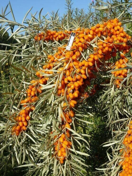 Облепиха Эссе (коробка) 1шт (Сиб Сад)