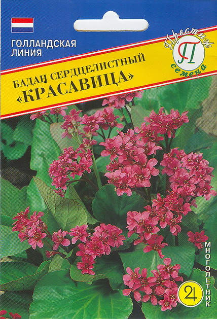 Бадан Красавица сердцелистный многолетник 10шт (Престиж)