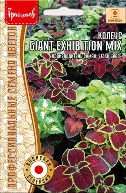 Колеус Giant Exhibition mix 3шт (Ред.сем)