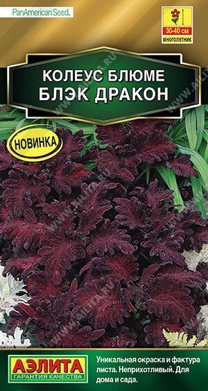 Колеус Блюме Блэк Дракон 5шт (Аэлита)