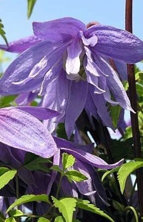 Клематис Сесиль (коробка) 1шт (Поиск)