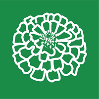 Циннии
