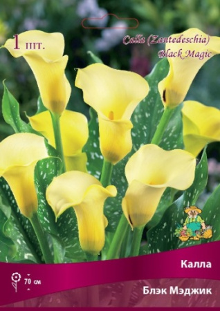 Калла Блэк Мэджик 14/16 1шт (Поиск)