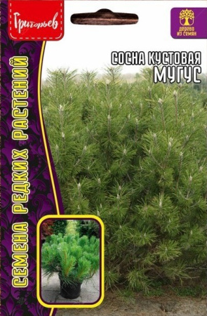 Сосна Мугус кустовая 10шт (Ред.сем)