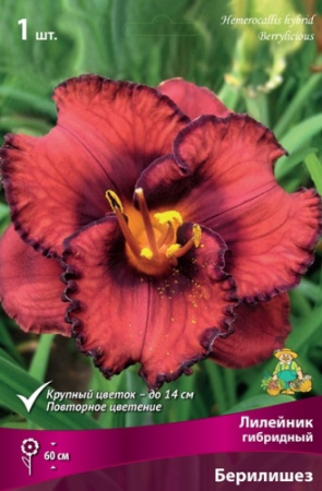 Лилейник Берилишез 1шт (Поиск)