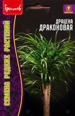 Драцена Драконовая 2шт (Ред.Сем)