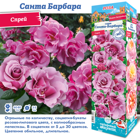 Роза Санта Барбара (Спрей) 1шт (Сиб сад)