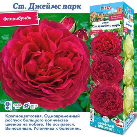 Роза Джеймс парк (Флорибунда) 1шт (Сиб сад)