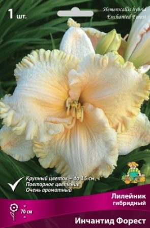 Лилейник Инчантид Форест 1шт (Поиск)