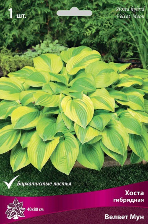 Хоста Велвет Мун 1шт (Поиск)