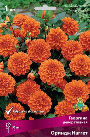 Георгина Ориндж Наггет 1шт (Поиск)