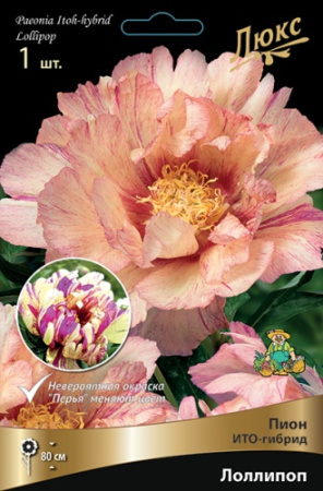 Пион Лоллипоп (ИТО) 2/3 1шт (Поиск)