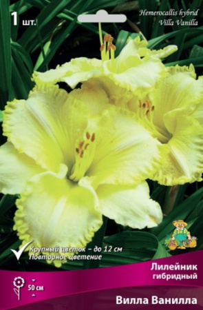 Лилейник Вилла Ванилла 1шт (Поиск)
