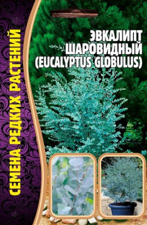 Эвкалипт Шаровидный 10шт (Ред.сем)