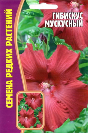 Гибискус Мускусный многолетник 5шт (Ред.сем)