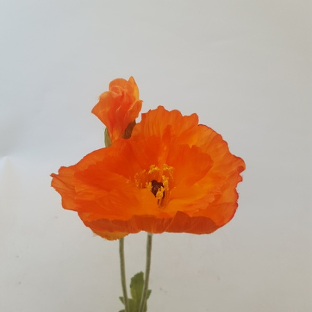 Ветка Маки оранжевые 110см крупные 1шт (Сиб Сад)