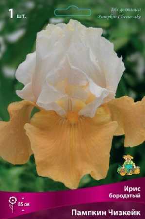 Ирис Пампкин Чизкейк (Германский) 1шт (Поиск)