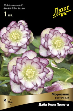 Морозник Дабл Элен Пикоти 1шт (Поиск)