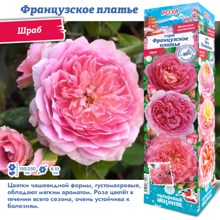 Роза Французское Платье (Плетистая) 1шт (Сиб сад)