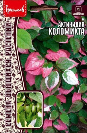 Актинидия Коломикта 12шт (Ред.Сем)