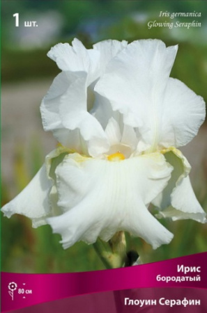 Ирис Глоуинг Серафин (Германский) 1шт (Поиск)