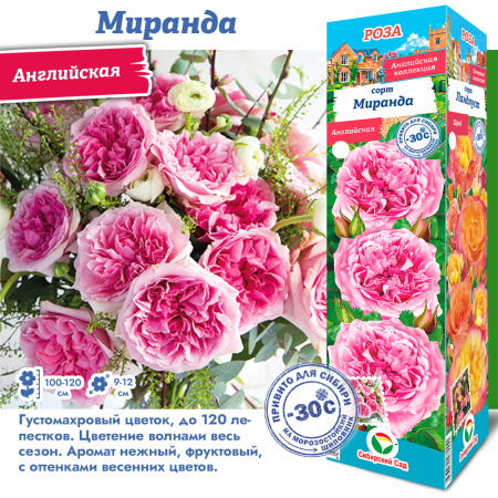Роза Миранда (Английская) 1шт (Сиб сад)