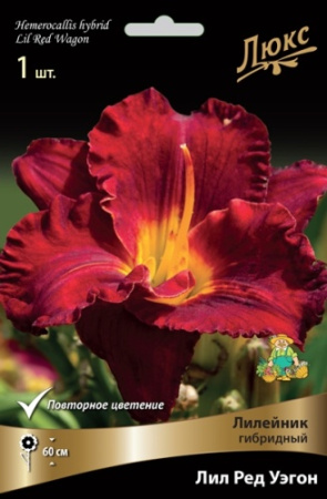 Лилейник Лил Ред Уэгон 1шт (Поиск)