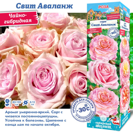 Роза Свит Аваланж (Чайно-гибридная) 1шт (Сиб сад)