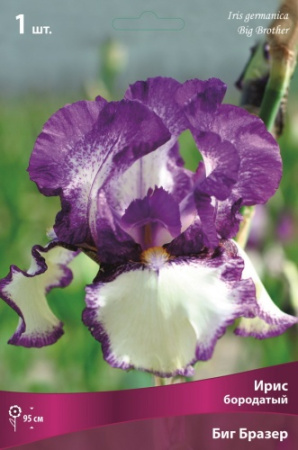 Ирис Биг Бразер (Германский) 1шт (Поиск)