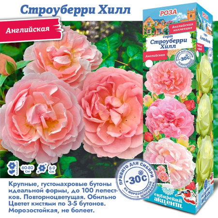 Роза Строуберри Хилл (Английская) 1шт (Сиб сад)