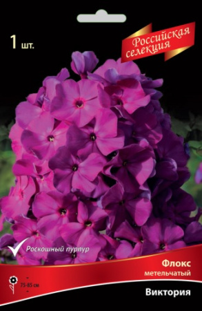Флокс Виктория 1шт (Поиск)