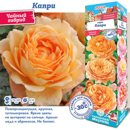 Роза Капри (Чайно-гибридная) 1шт (Сиб сад)