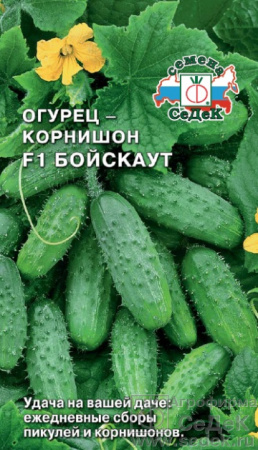 Огурец Бойскаут (Седек)