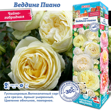 Роза Веддинг Пиано (Чайно-гибридная) 1шт (Сиб сад)