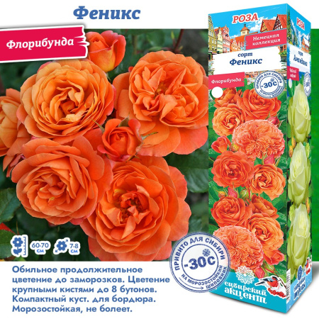 Роза Феникс (Флорибунда) 1шт (Сиб сад)