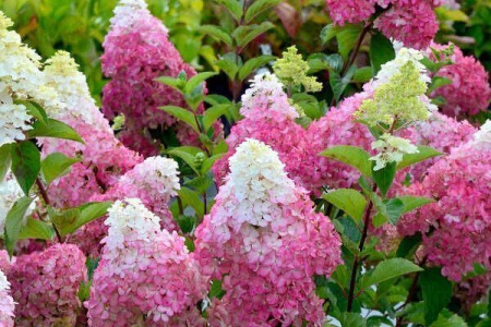 Гортензия Фрайз Мелба (Метельчатая) 1шт (Поиск)