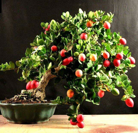 Карисса Крупноцветковая (слива комнатная) 1шт (Поиск)